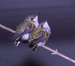 Ruby-throated Hummingbirds, fledglings