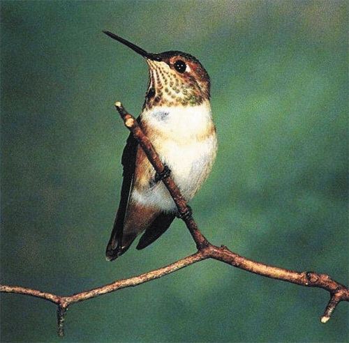 Allen's Hummingbird, Selasphorus sasin, adult female