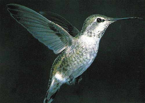 Anna's Hummingbird, Archilochus anna, adult female