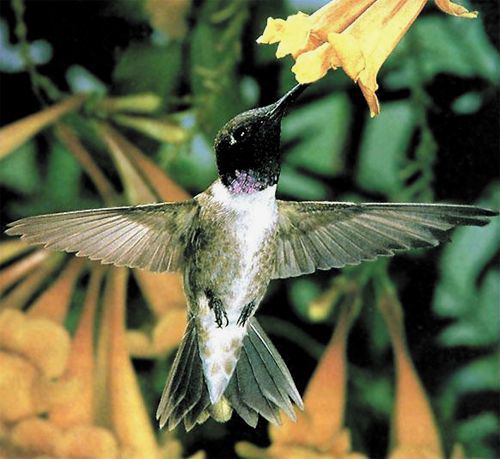Black-chinned Hummingbird, Archilochus alexandri, adult male
