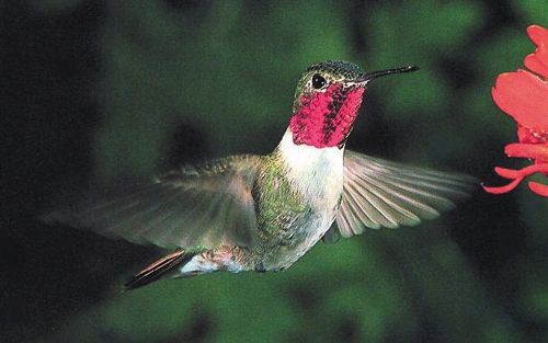 Broad-tailed Hummingbird, Selasphorus platycercus, adult male