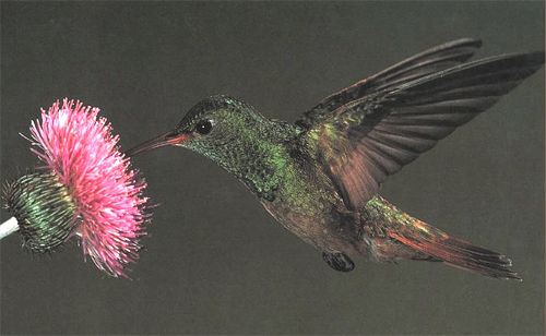 Buff-bellied Hummingbird, Amazilia yucatanensis, adult