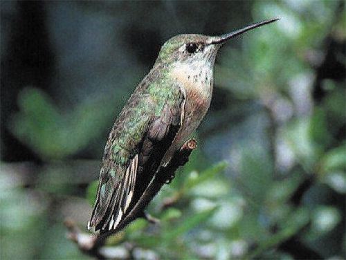 Calliope Hummingbird, Archilochus calliope, adult female