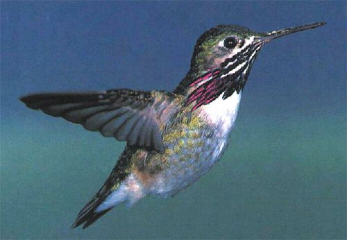 Calliope Hummingbird, Archilochus calliope, adult male