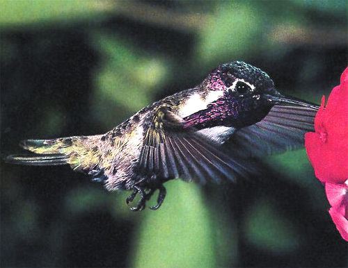 Costa's Hummingbird, Archilochus costae, adult male