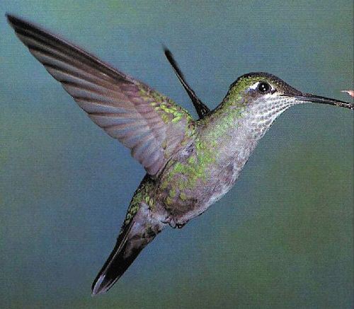 Magnificent (Rivoli's) Hummingbird, Heliodoxa fulgens, adult female