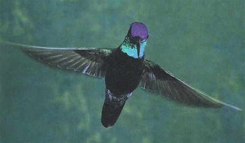 Magnificent (Rivoli's) Hummingbird, Heliodoxa fulgens, adult male