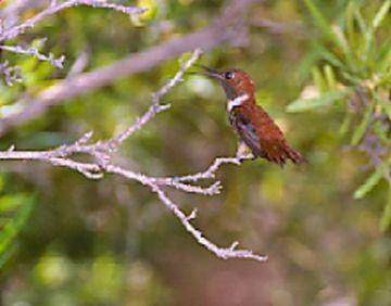 Hummingbirds: Other Hummingbird Species